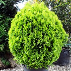 Thuja Aurea Nana
