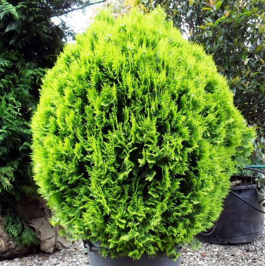 Thuja Aurea Nana