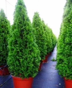 Thuja Esmeralda