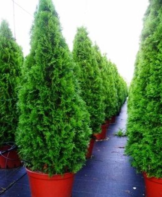 Thuja Esmeralda