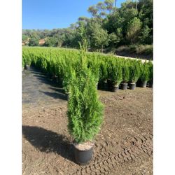 Thuja Esmeralda