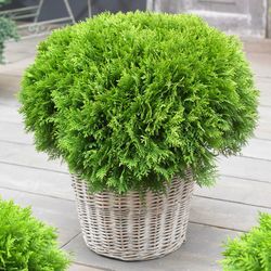 Thuja Occ. Danica