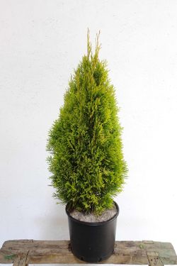 Thuja Occidentalis "Golden Esmeralda