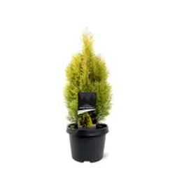 Thuja Occidentalis "Golden Esmeralda
