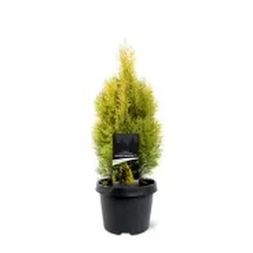 Thuja Occidentalis "Golden Esmeralda
