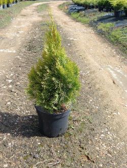 Thuja Occidentalis "Golden Esmeralda