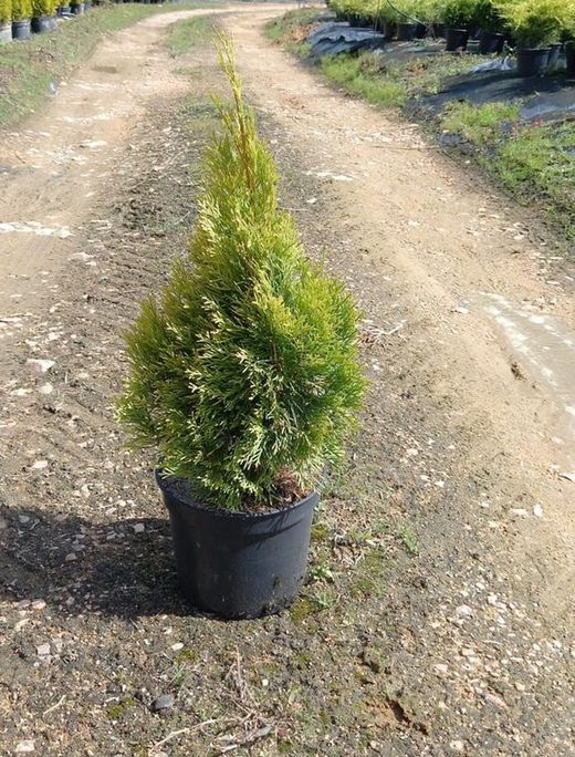 Thuja Occidentalis "Golden Esmeralda