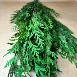 Thuja Orientalis Preservada.