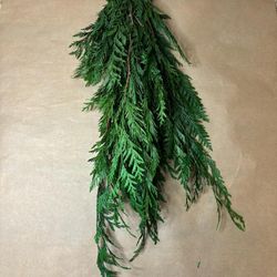 Thuja Orientalis Preservada.