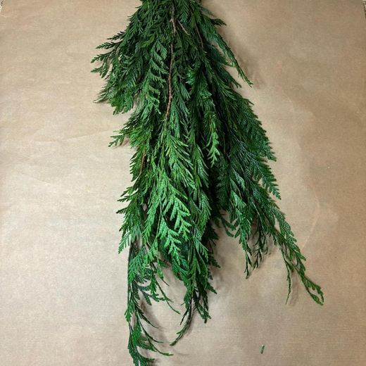 Thuja Orientalis Preservada.