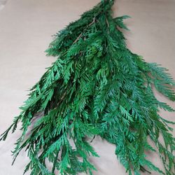 Thuja Orientalis Preservada.