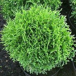 Thuja Tiny Tim