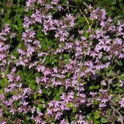 Thymus Serpyllum, Serpol, Sanjuanero Tomilho Caixa 10 unidades.