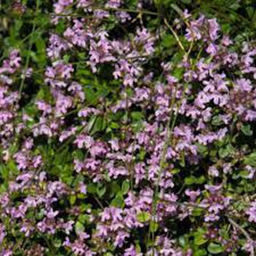 Thymus Serpyllum, Serpol, Sanjuanero Tomilho Caixa 10 unidades.