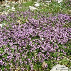 Thymus Serpyllum, Serpol, Sanjuanero Tomilho Caixa 10 unidades.