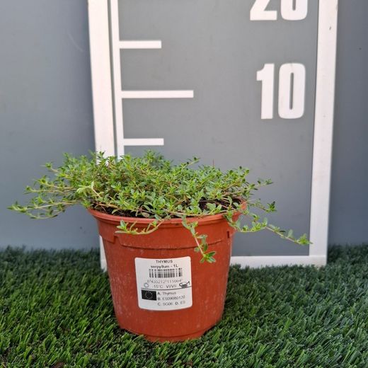 Thymus Serpyllum, Serpol, Sanjuanero Tomilho Caixa 10 unidades.