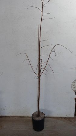 Tilia Cordata Tilo