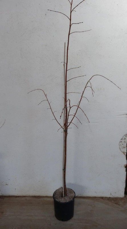Tilia Cordata Tilo