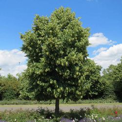 Tilia Cordata Tilo