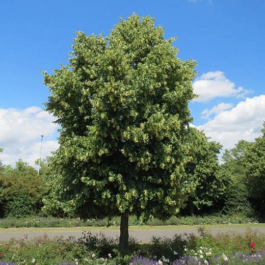 Tilia Cordata Tilo