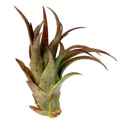Tillandsia Brachycaulos Multiflora