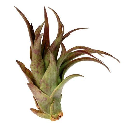 Tillandsia Brachycaulos Multiflora