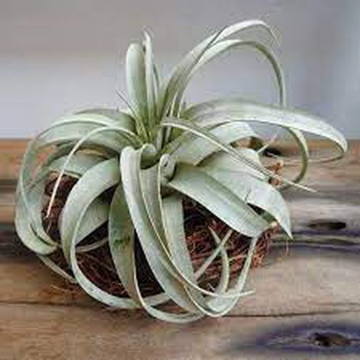 Tillandsia Xerographica