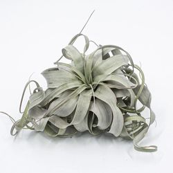 Tillandsia Xerographica