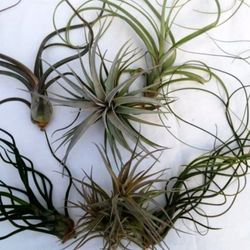 Tillandsias