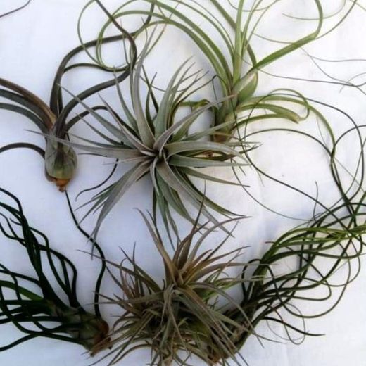 Tillandsias