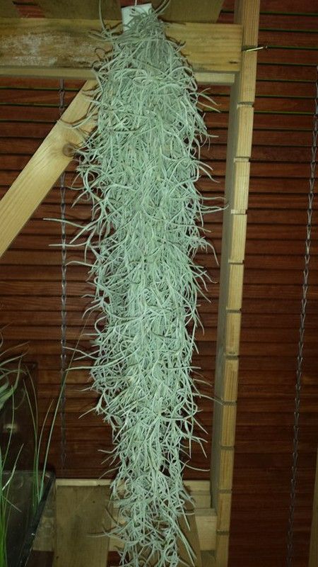Tillandsias
