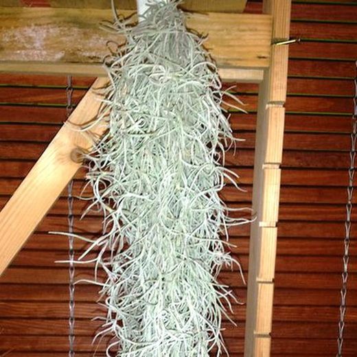 Tillandsias