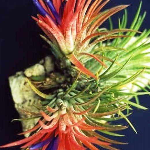 Tillandsias