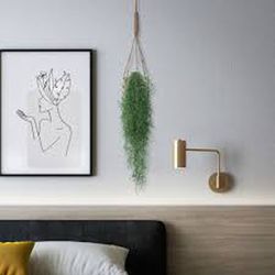 Tillandsias
