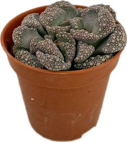 Titanopsis Calcarea