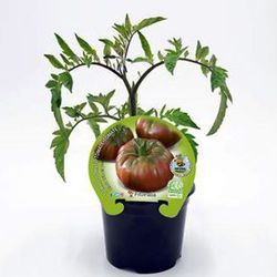 Tomate Negro de Crimea