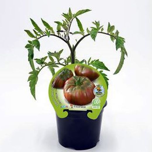 Tomate Negro de Crimea