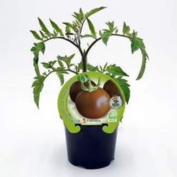 Tomate Negro tipo Kumato
