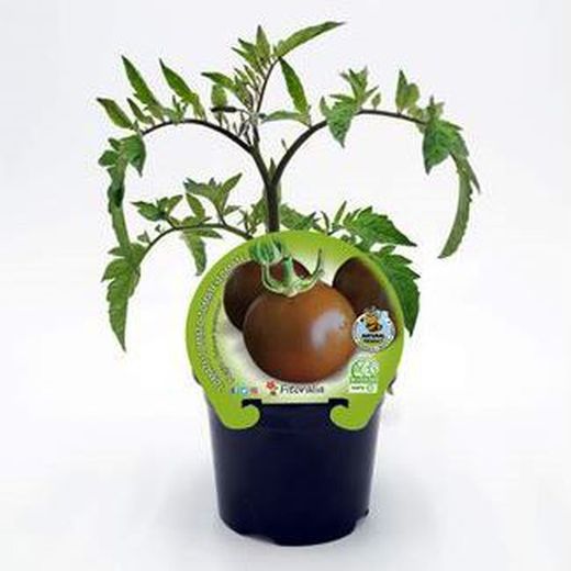 Tomate Negro tipo Kumato