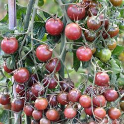 Tomates Cherry Redondo