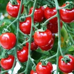 Tomates Cherry Redondo