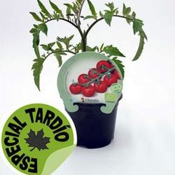 Tomates Cherry Redondo