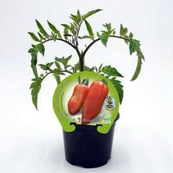Tomates Corno de los Andes