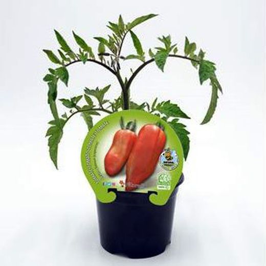 Tomates Corno de los Andes
