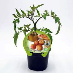 Tomates de colgar