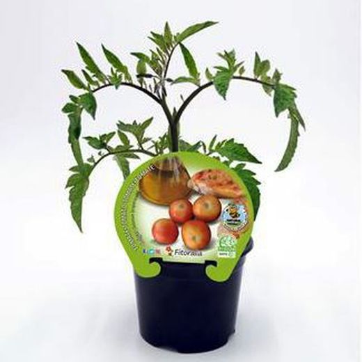 Tomates de colgar