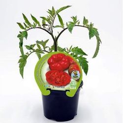 tomates de Montserrat