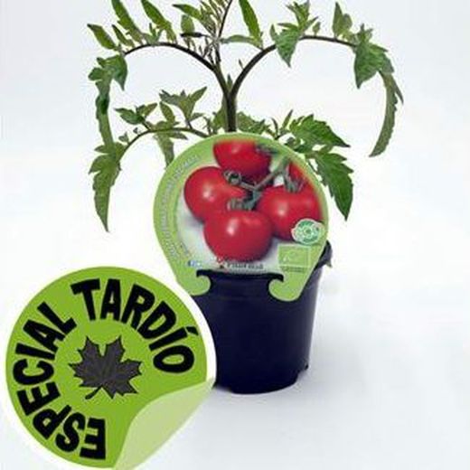 Tomates Racimo