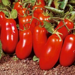 Tomates San Marzano