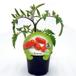 Tomates San Marzano